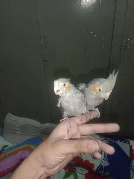 semi tame cockatiels and cover chiks 11