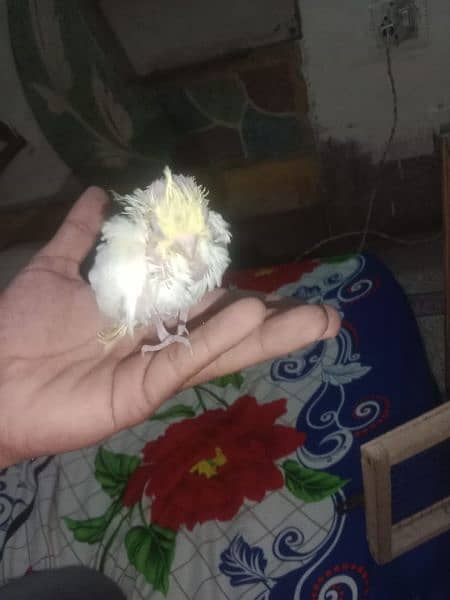 semi tame cockatiels and cover chiks 12