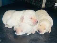 American labrador puppies for sale| Extreme Active and healthy