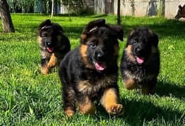 German shepherd Puppies