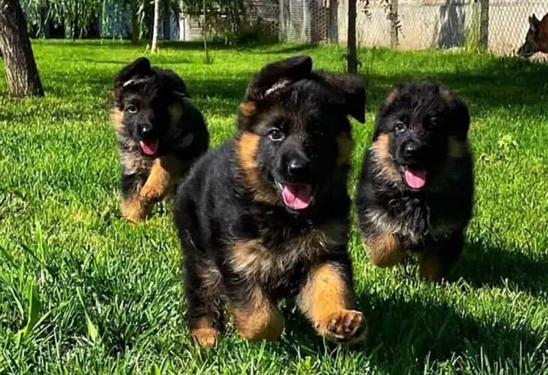 German shepherd Puppies 0