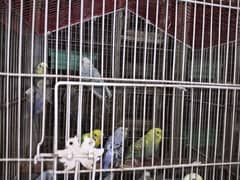 bajri parrots for sale 0