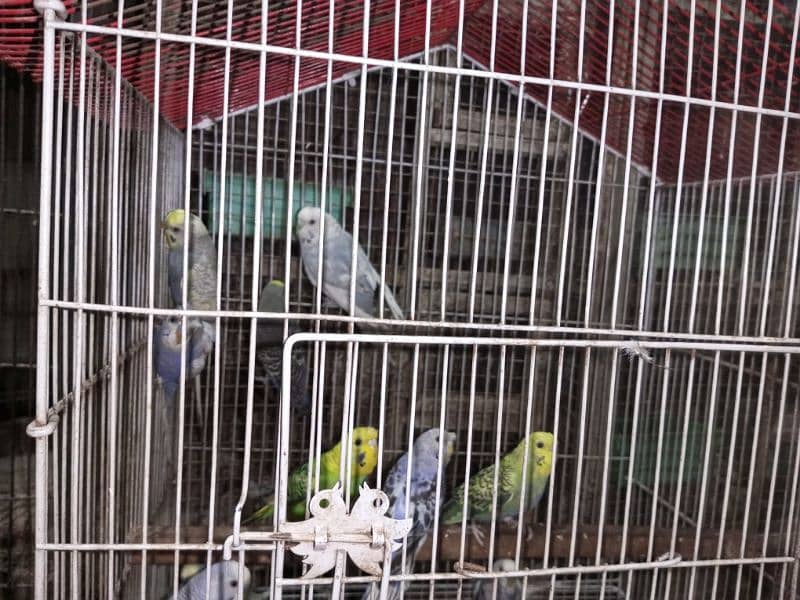 bajri parrots for sale 1