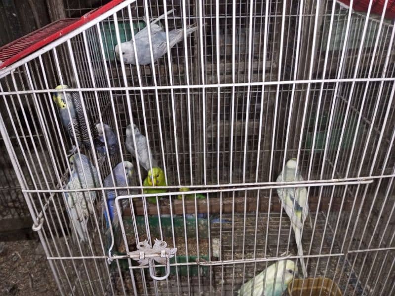 bajri parrots for sale 2