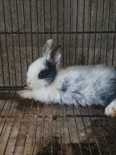 hotot dwarf rabbit bunnies