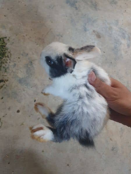 hotot dwarf rabbit bunnies 1