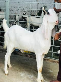 3 Goats Lott Available for quarbani lovers