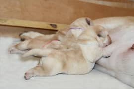Pedigree British Labrador Puppies