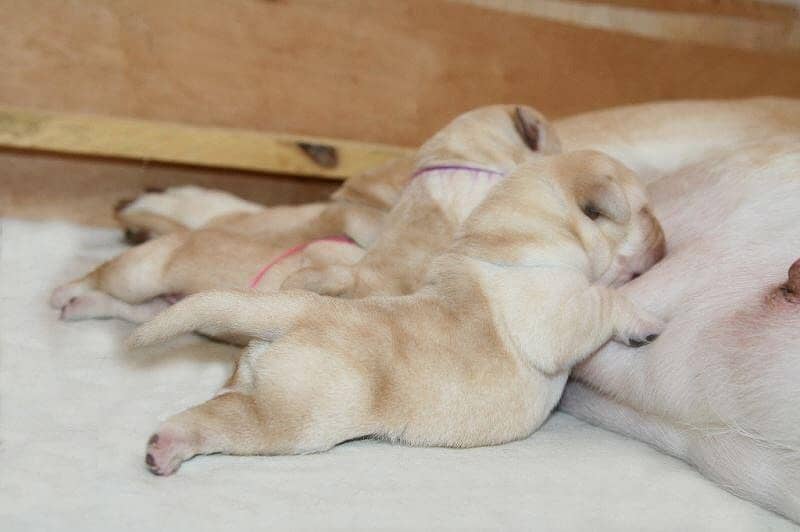 Pedigree British Labrador Puppies 0