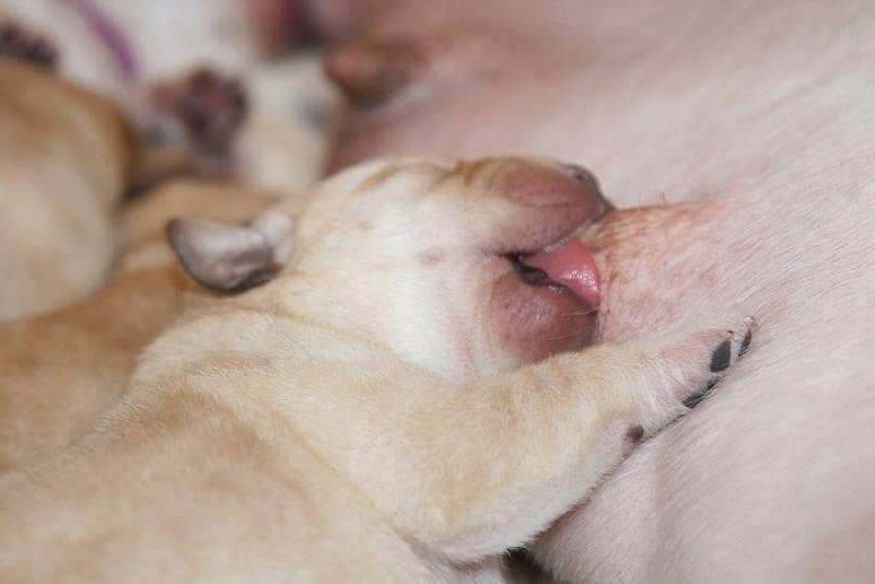 Pedigree British Labrador Puppies 1