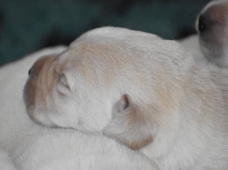 Pedigree British Labrador Puppies 3