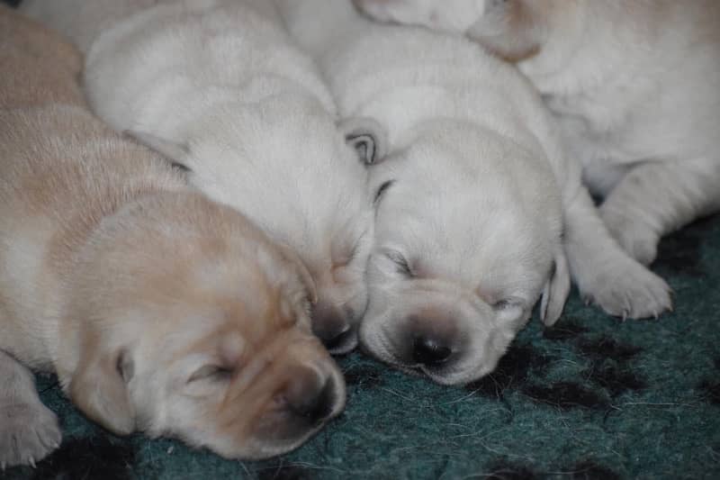 Pedigree British Labrador Puppies 4