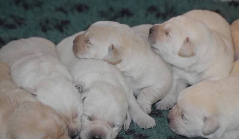 Pedigree British Labrador Puppies 5