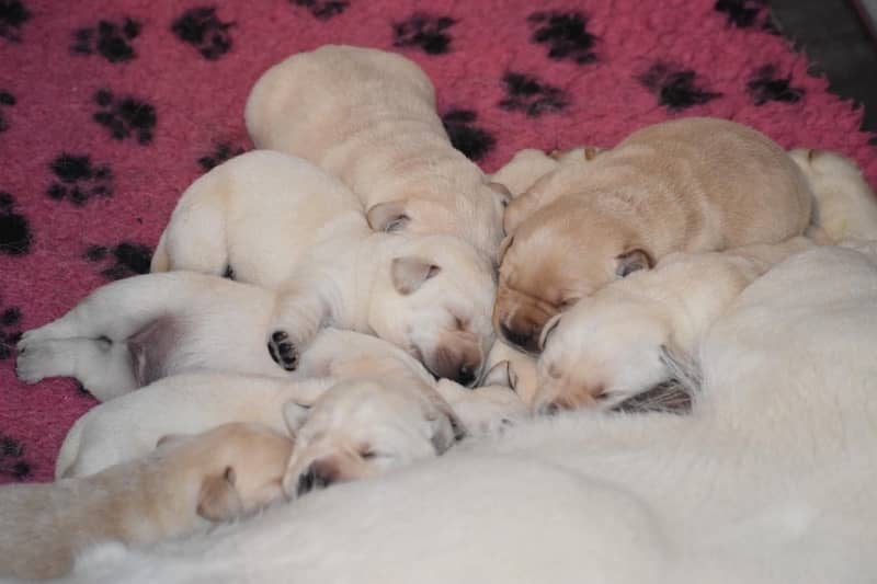 Pedigree British Labrador Puppies 6