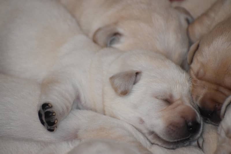 Pedigree British Labrador Puppies 7