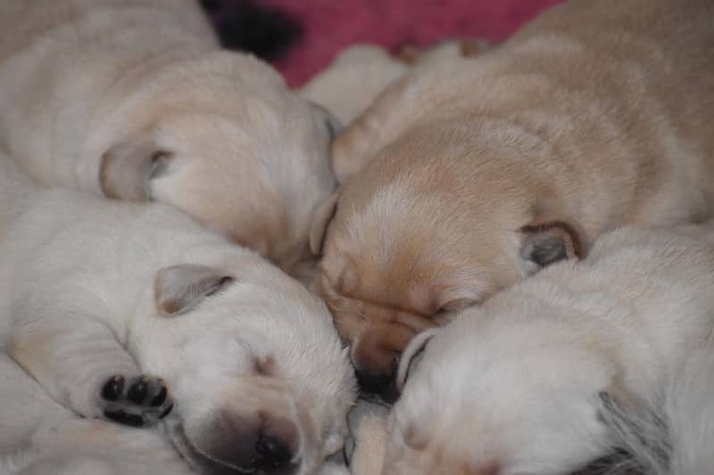 Pedigree British Labrador Puppies 8
