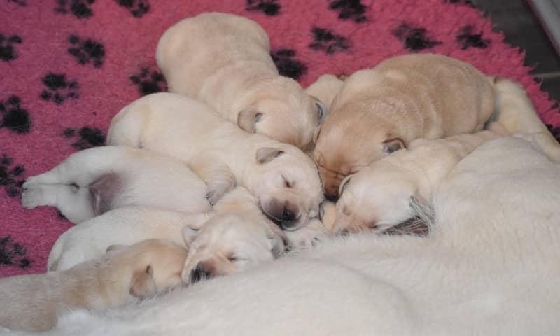 Pedigree British Labrador Puppies 9