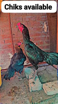 pure Thai Aseel chiks available