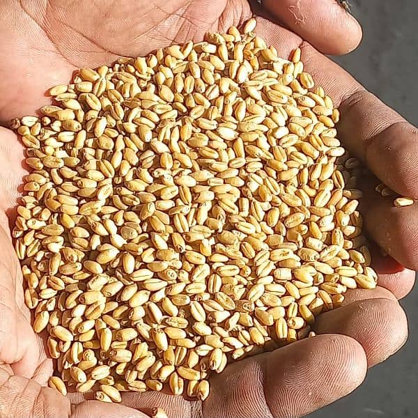 Wheat / Gandum  3900/Mun   After Cleaning 0