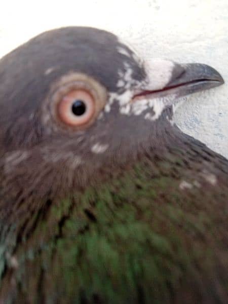 pair of pigeon flyingvala red eyes 1