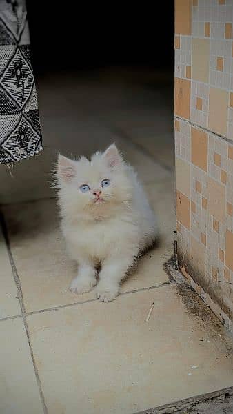 White triple coated female kitten 0