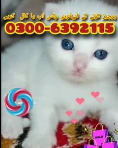 Male and female kittens
doll face
Age 18 days
Active and healthy