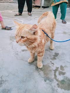 Russian male cat for sale 03417018961