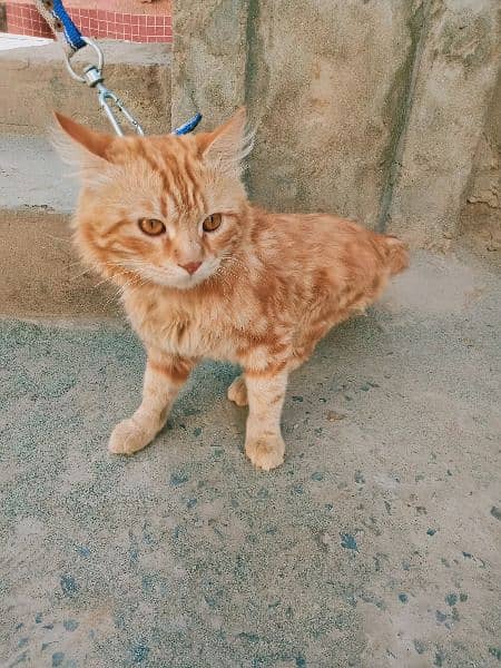 Russian male cat for sale 03417018961 1