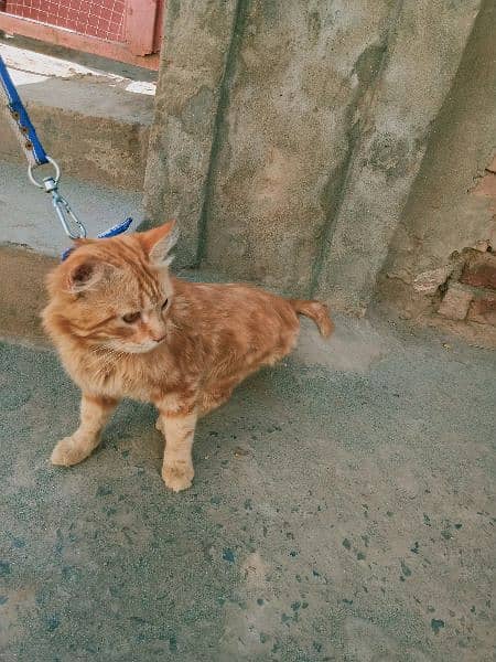 Russian male cat for sale 03417018961 3