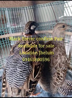 Black Teeter breeder Pair