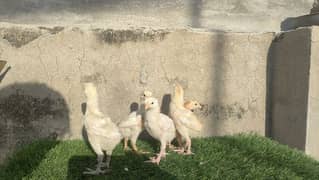 White Heera Aseel Chicks