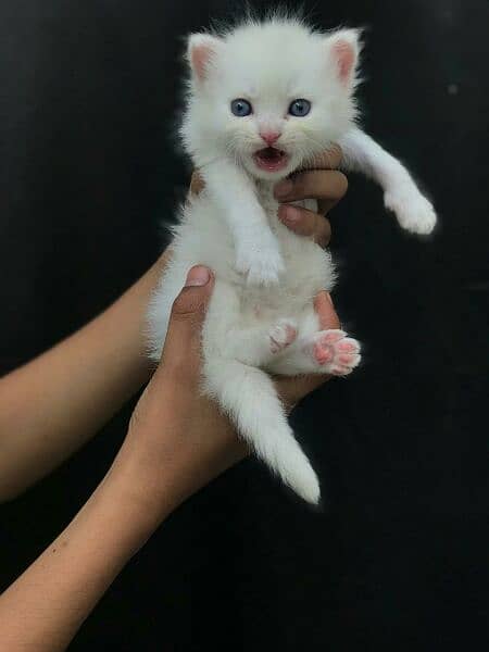 Persian blue eyes kitten 1