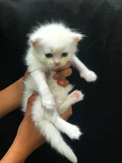 Persian blue eyes kitten