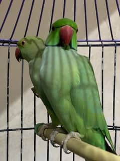 2parrot only on 15k