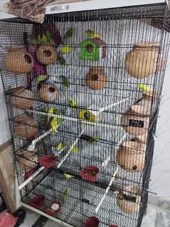 Australian parrot 20 pairs healthy and active for sale