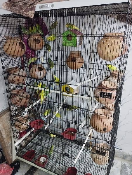 Australian parrot 20 pairs healthy and active for sale 0