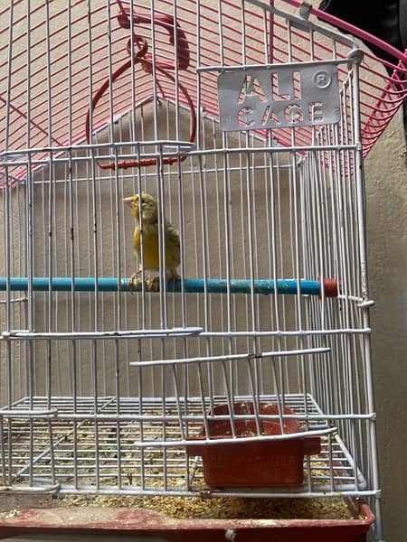 canary male patthe 1