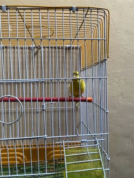 canary male patthe 2