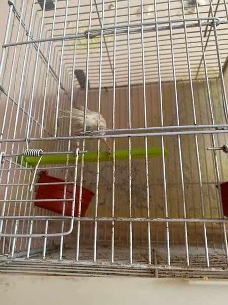 canary male patthe 7