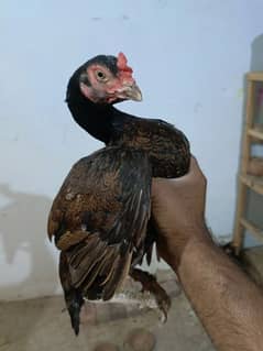 Pair of pure mianwali breed Top Quality male female
