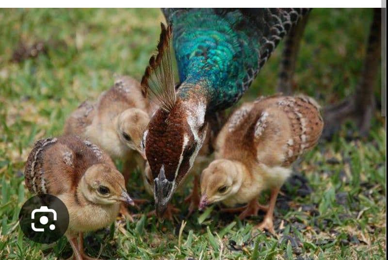 peacock chicks 1