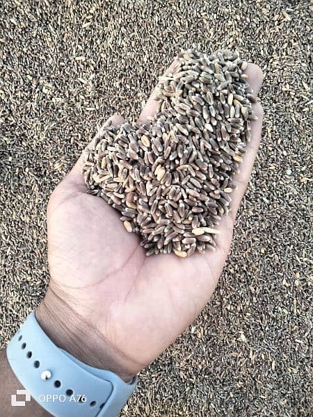 Black Wheat seed 0