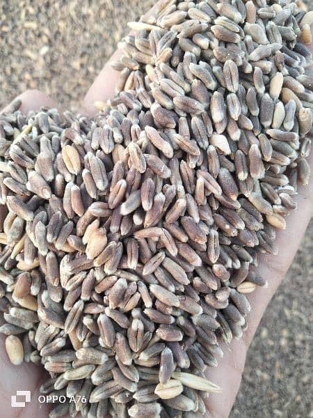 Black Wheat seed 1