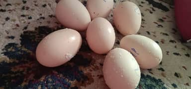 Aseel Fertile Eggs