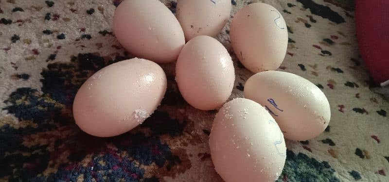 Aseel Fertile Eggs 0