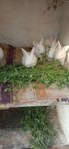desi rabbits mix colour wholesale rate available contact