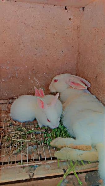 desi rabbits mix colour wholesale rate available contact 4