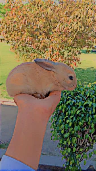 desi rabbits mix colour wholesale rate available contact 8