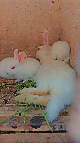 desi rabbits mix colour wholesale rate available contact 9