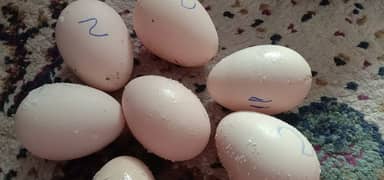 Pure Aseel and Havy Buff Eggs Fertile